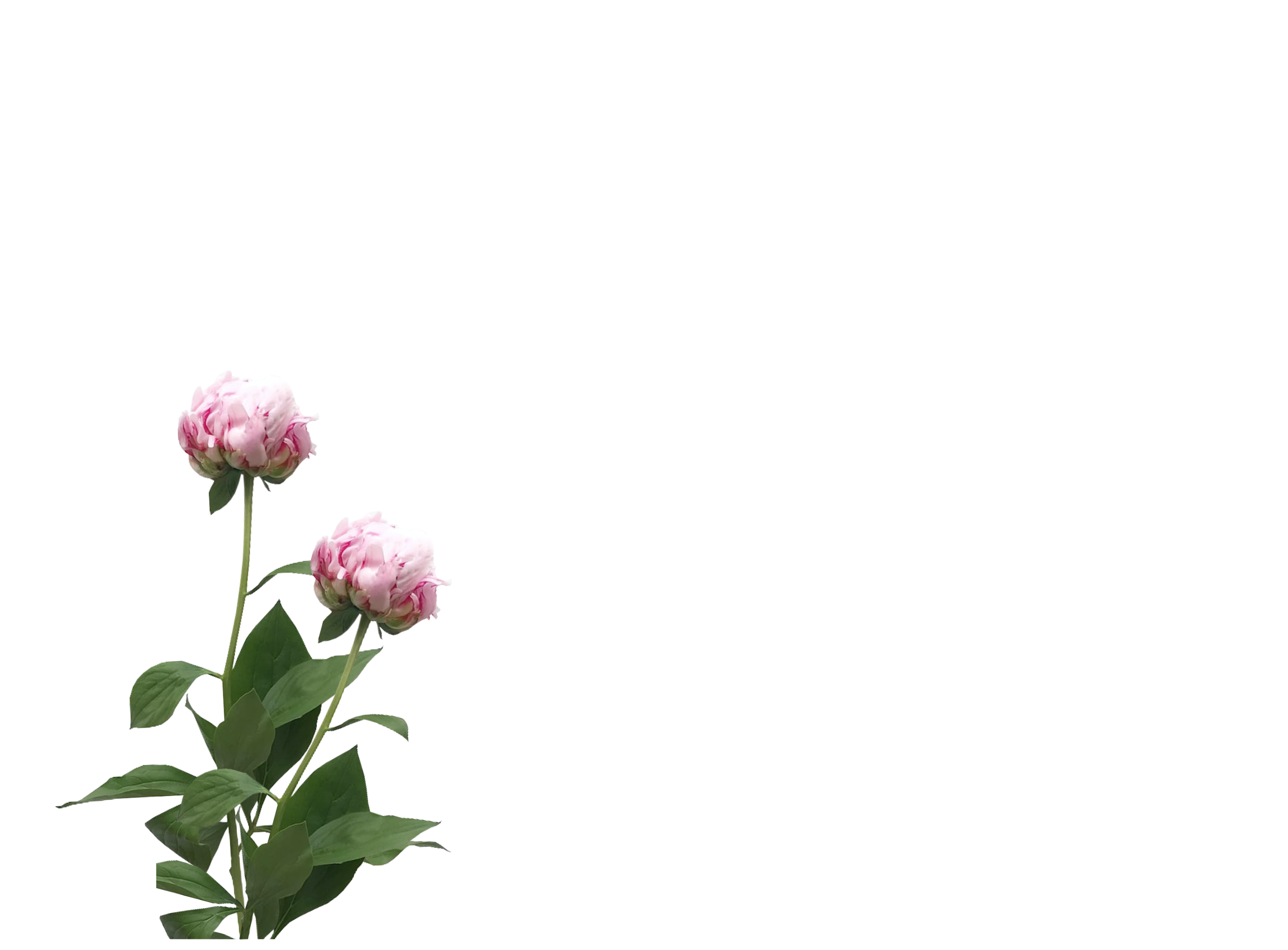Flores de fondo